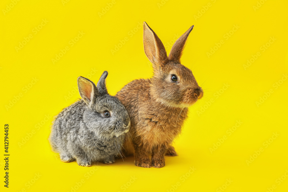 Cute funny rabbits on color background