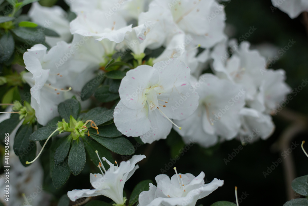 绿色花园中的白色杜鹃花