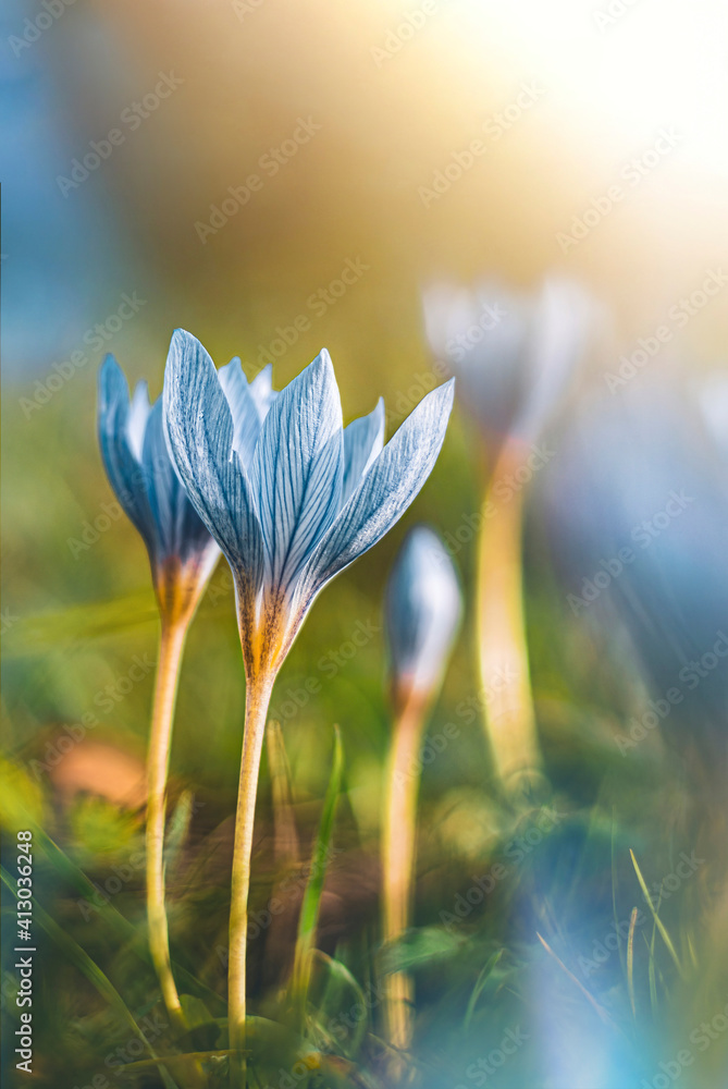 绿色阳光背景下的两株蓝色秋季番红花（秋水仙花）的宏观照片。阳光照人