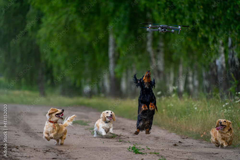 Fluffy puppies outside. Dogs run and jump to catch a flyinfg drone. Happy day with domestic animals 