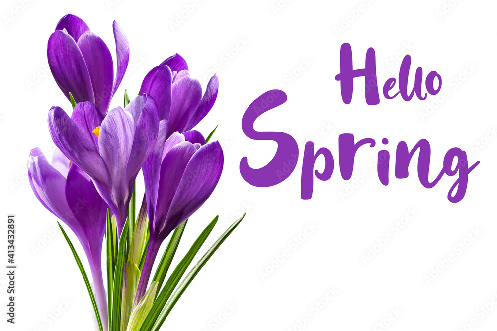 Crocus flowers isolated and Hello Spring text