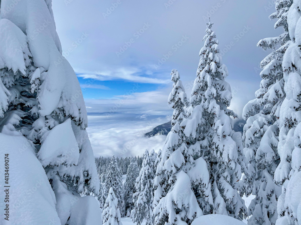 特写：散布在雪山周围的云杉树的壮观镜头。