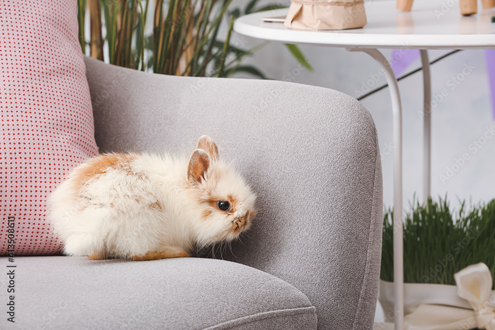 Cute funny rabbit on armchair