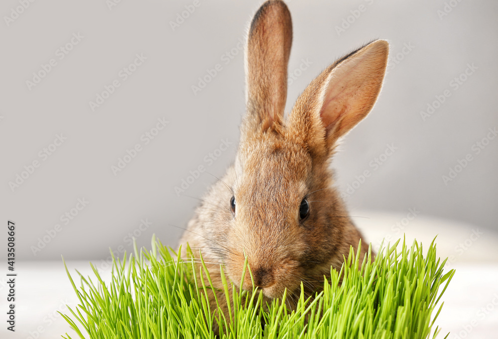 Cute funny rabbit and green grass on blurred background