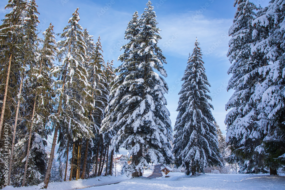 寒冷的冬日，高山上的树木被雪花覆盖