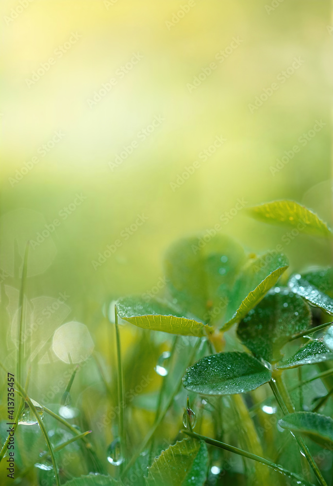 自然的春夏背景。在模糊柔软的背景上，露珠中的三叶草叶子特写