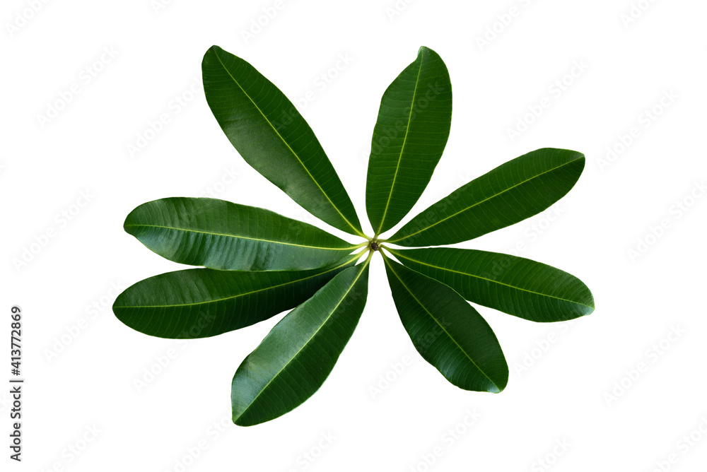 More beautiful exotic tropical leaves, isolated leaf background.clipping path