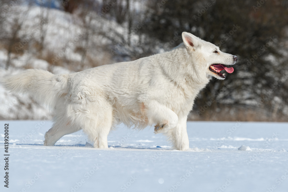 雪地上奔跑的白色瑞士牧羊犬