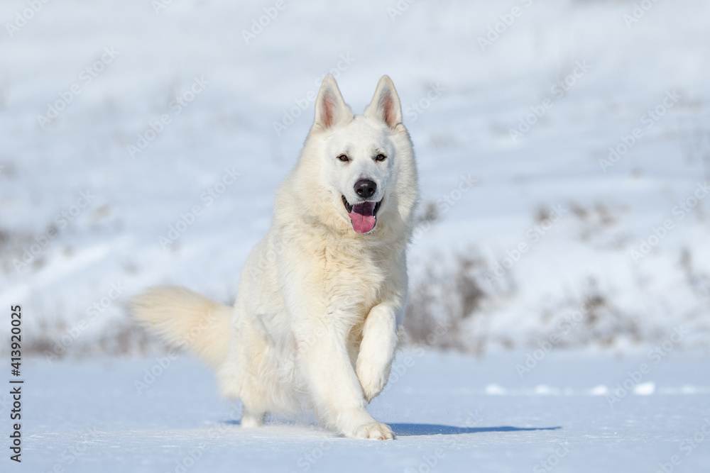 雪地上奔跑的白色瑞士牧羊犬