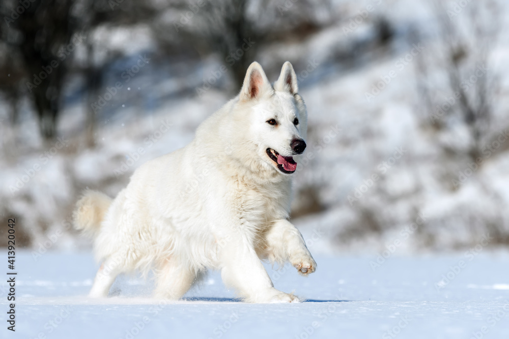 白色瑞士牧羊犬在雪地上奔跑