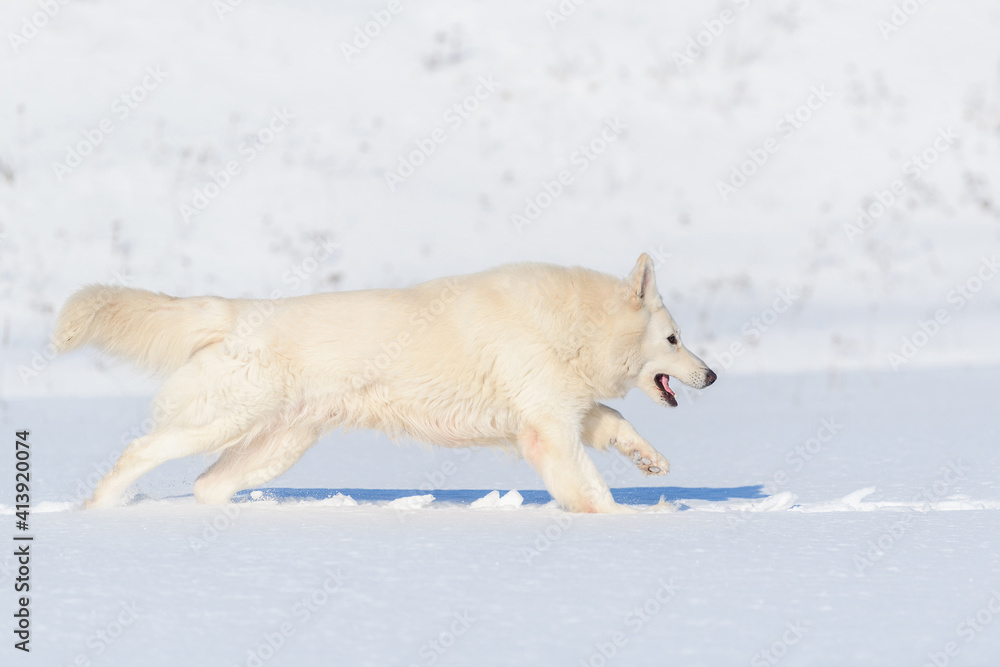 雪地上奔跑的白色瑞士牧羊犬