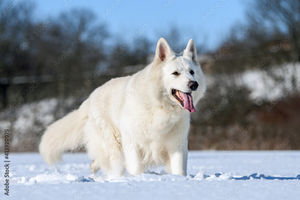 雪地上奔跑的白色瑞士牧羊犬