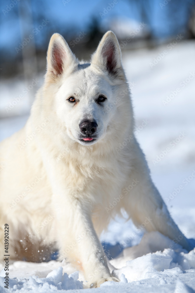 白色瑞士牧羊犬在雪地上奔跑