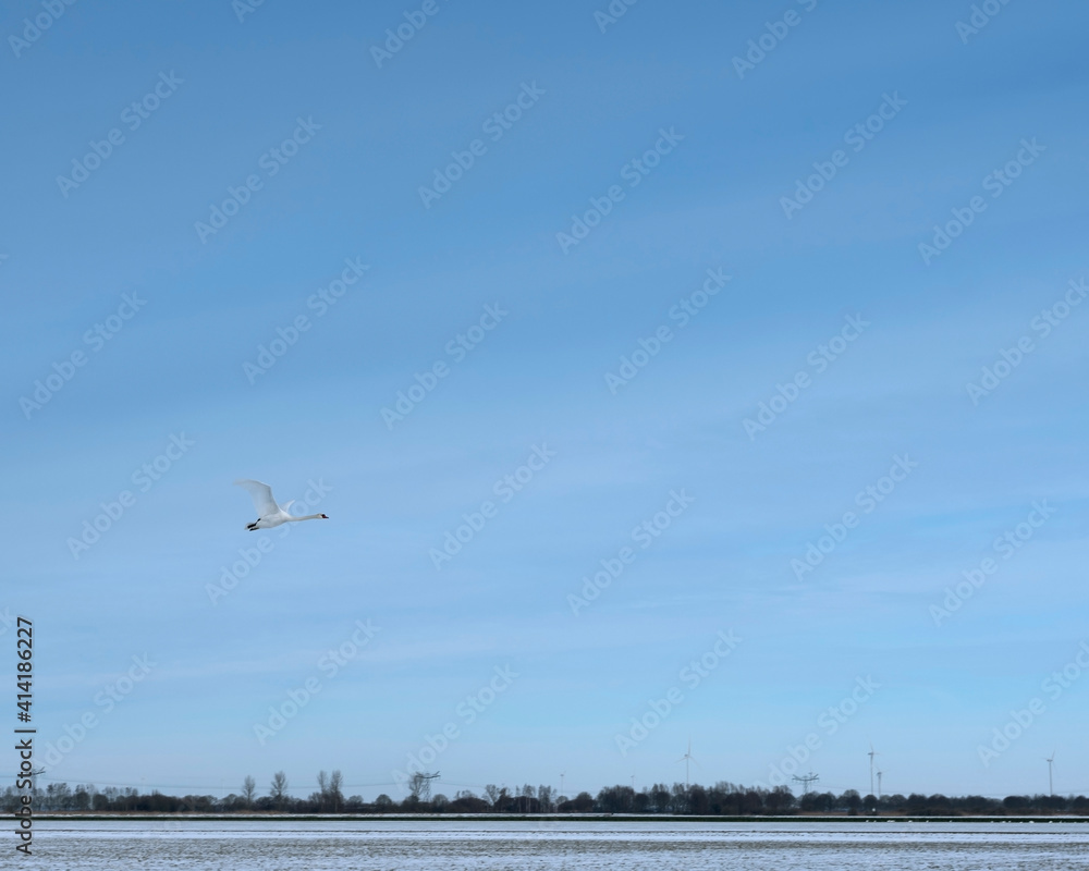 white swan flies in blue sky above flevoland in winter