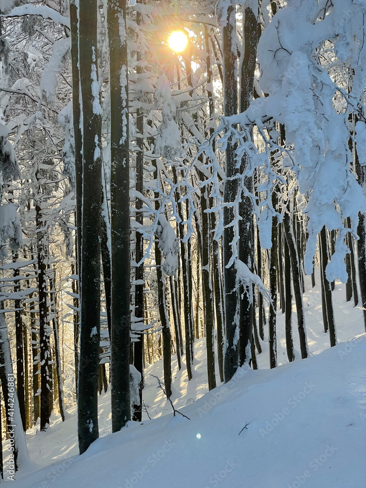 垂直：冬天的日落照耀着斯洛文尼亚内陆田园诗般的雪林。