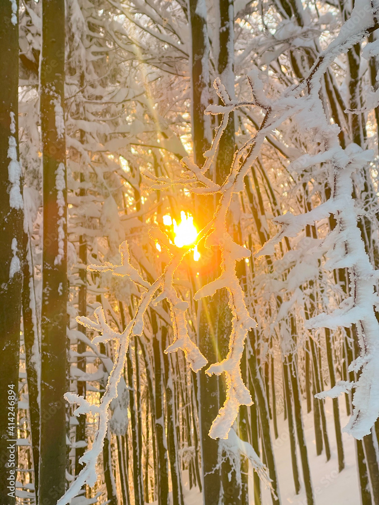 透镜闪光：金色的冬日傍晚阳光照亮了田园诗般的雪地森林。