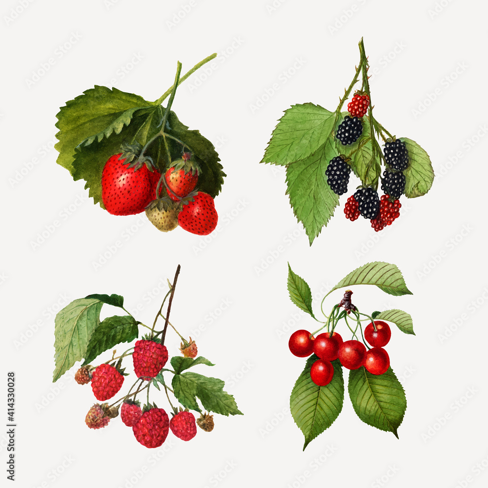 Hand drawn natural fresh mixed berries set vector