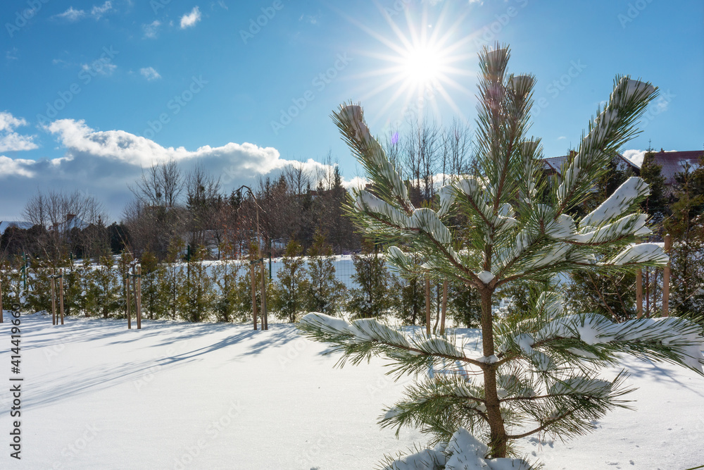 Beautiful winter garden covered with fresh snow. Poland