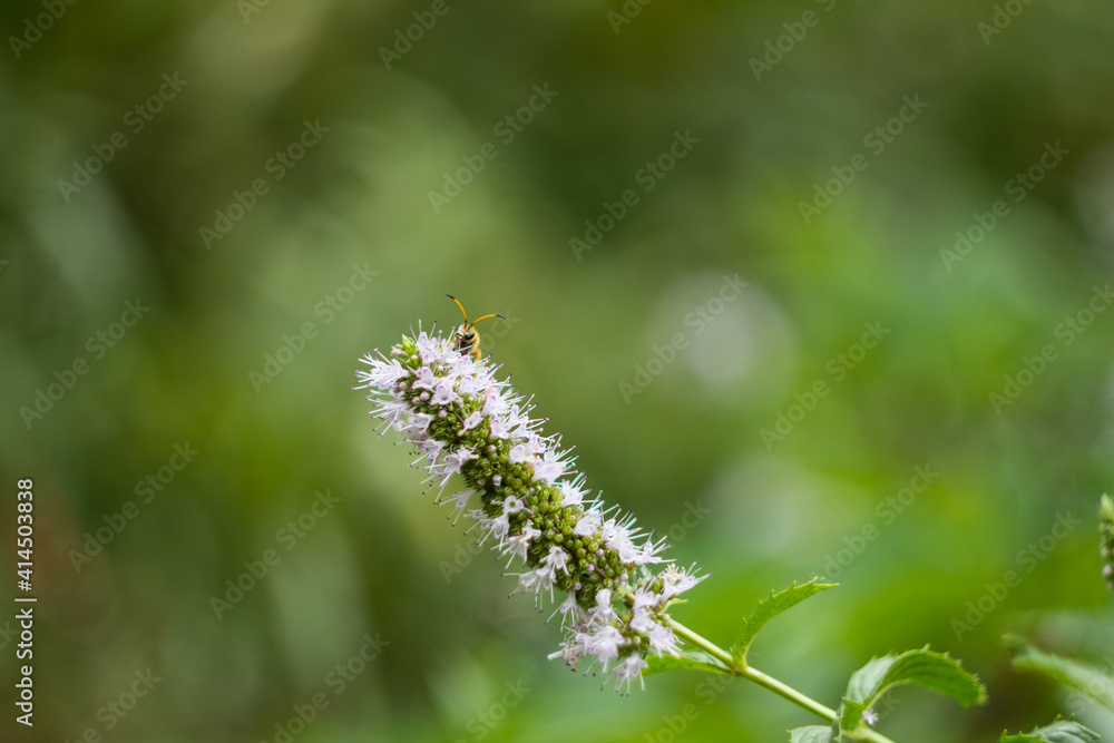 盛开的薄荷（薄荷）花特写