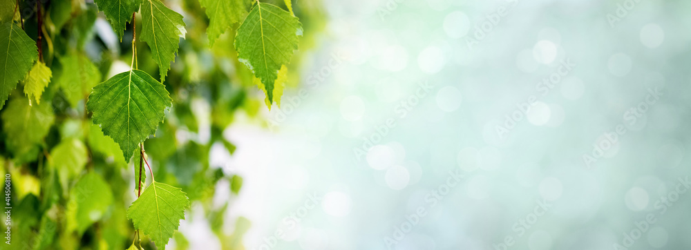 模糊背景下的绿桦树叶全景，带有bokeh，全景，复制空间