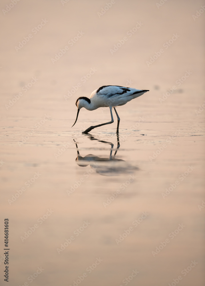 Pied avocet在海滩上寻找食物