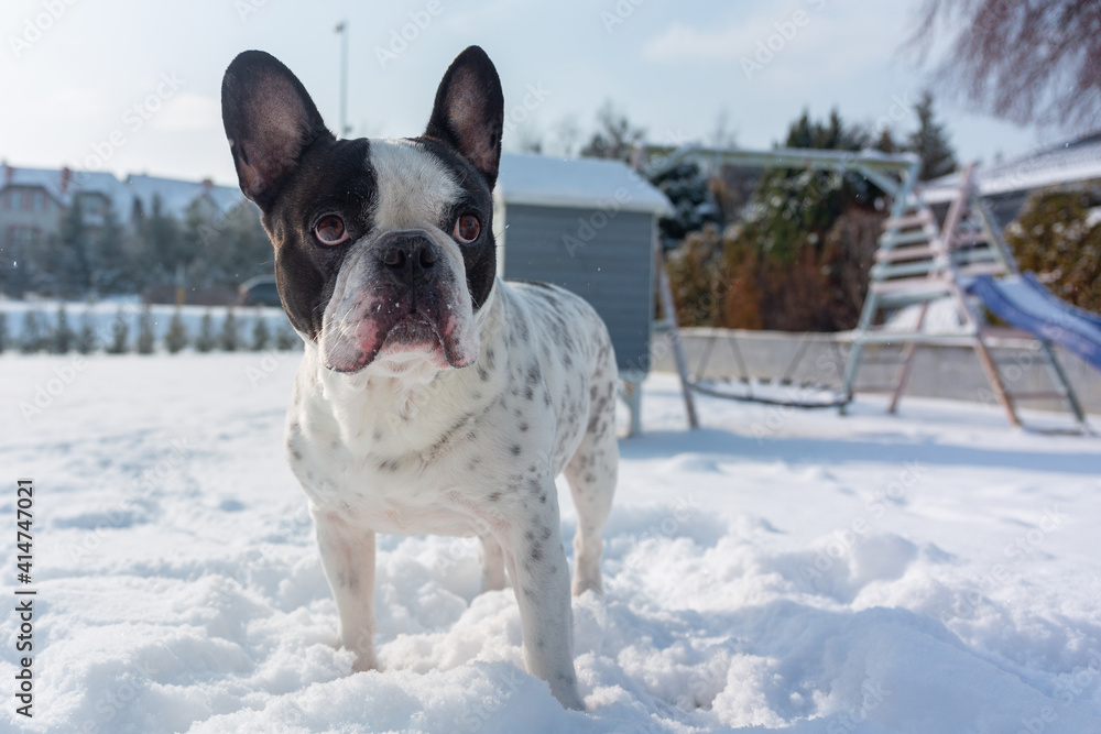 冬天雪地花园里的法国斗牛犬。