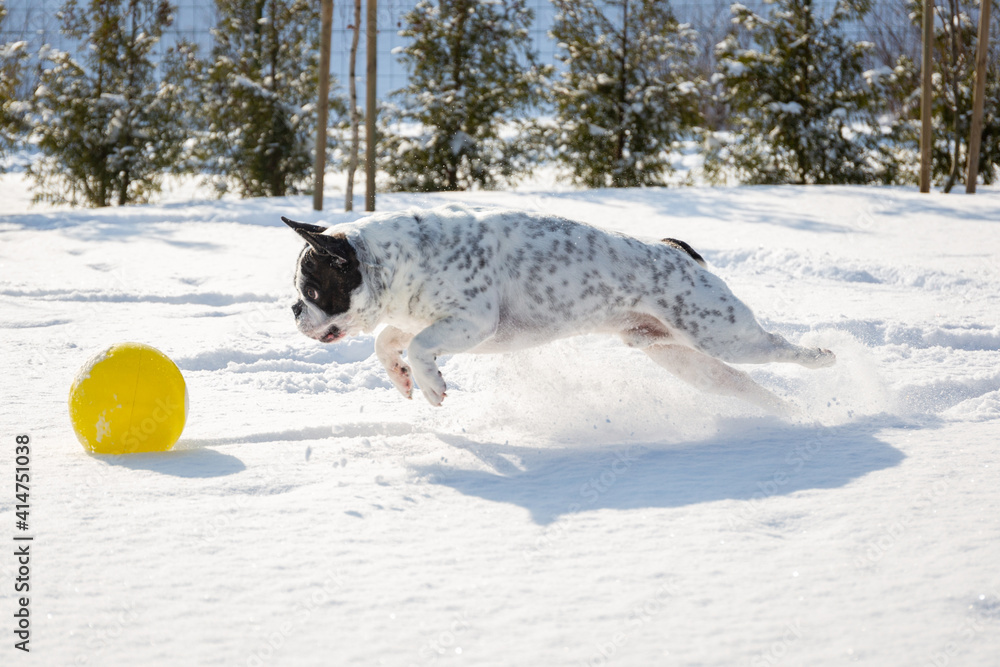 法国斗牛犬冬天在雪地花园里玩黄色球。