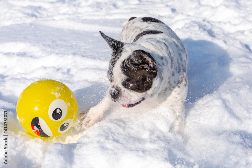 冬天，法国斗牛犬在雪地花园里玩黄色球。