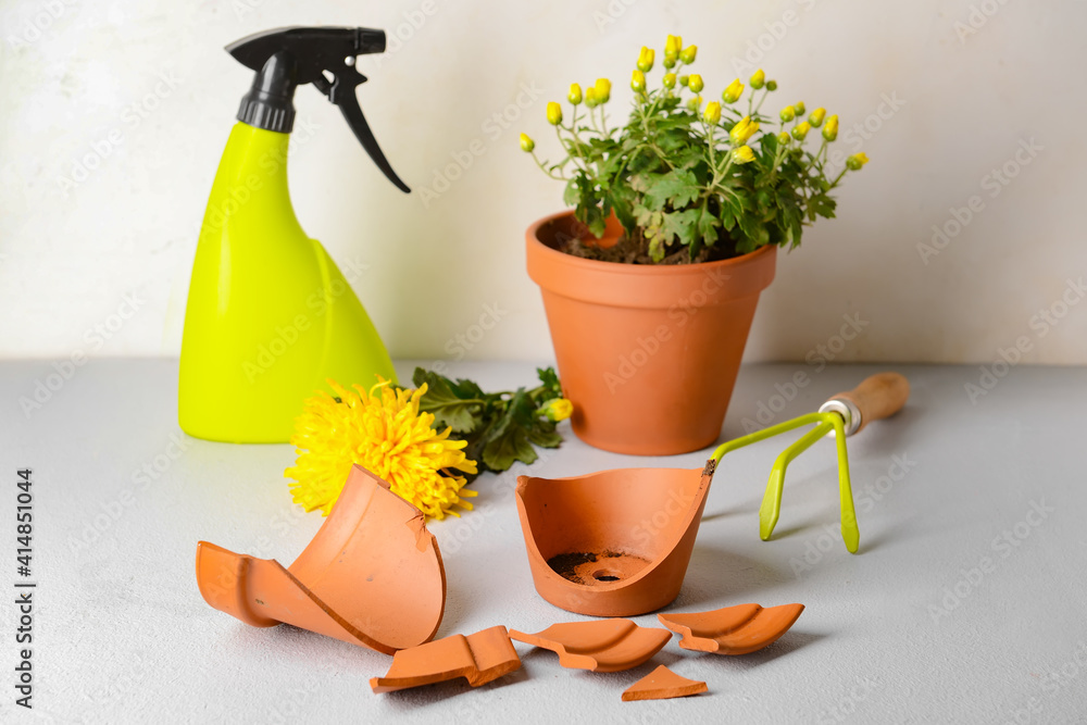 Broken flower pot and gardening tools on light background