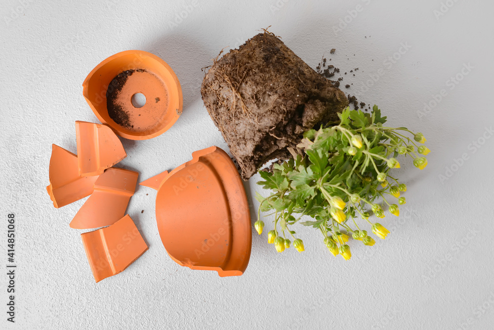 Broken flower pot and plant on light background