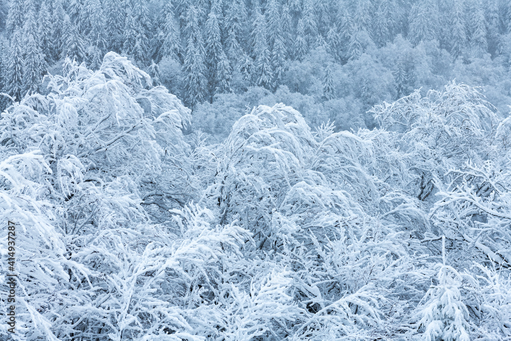 Winter forest covered by snow closeup. Landscape photography