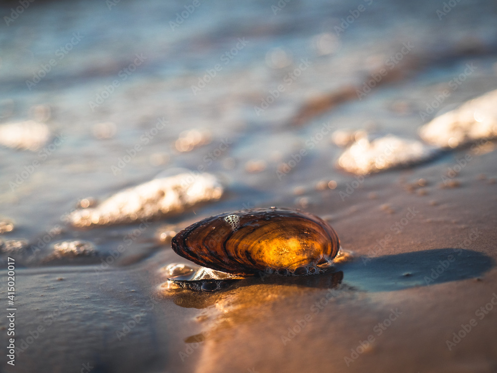 A shell in the rays of the sun lies in the sand on the seashore