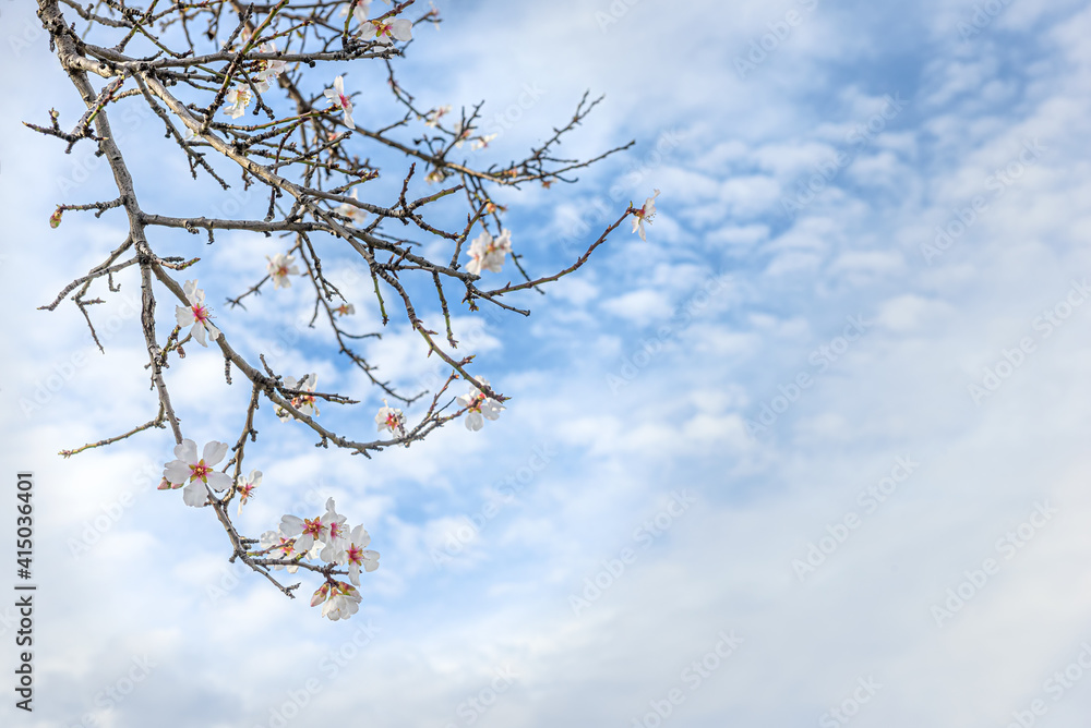 Branch of almond tree with white flowers during springtime against the blue sky with clouds
