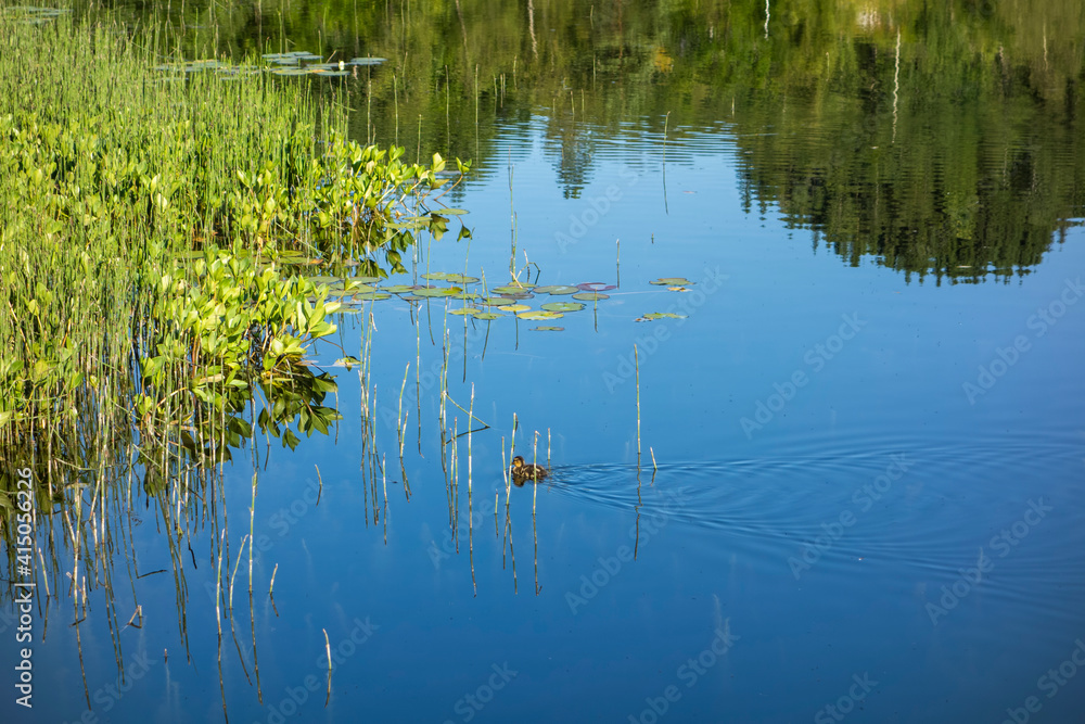 Little duck in a lake in Norway