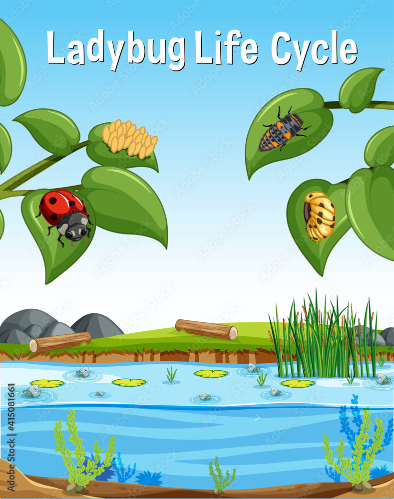 Ladybug Life Cycle font in swamp scene