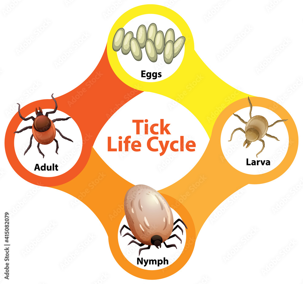 Diagram showing life cycle of Tick