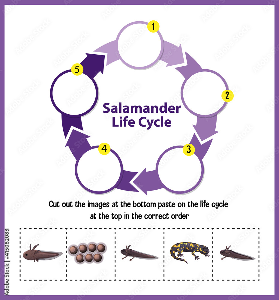 Salamander Life Cycle Diagram