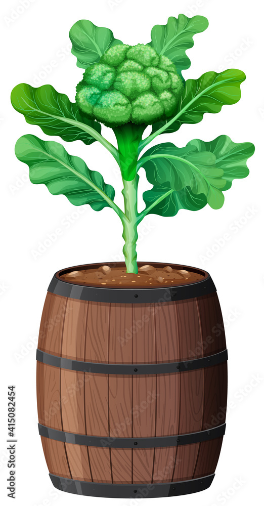 Broccoli with leaves in wooden pot isolated on white background