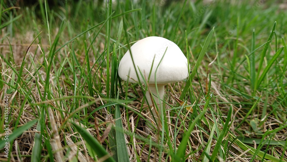 大自然。夏天。是蘑菇的季节。