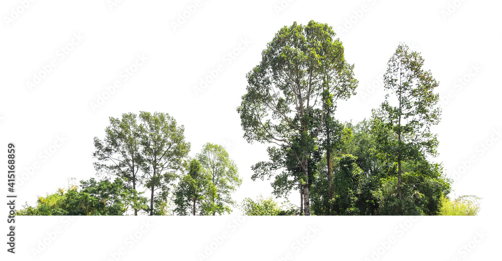 group green tree isolate on white background