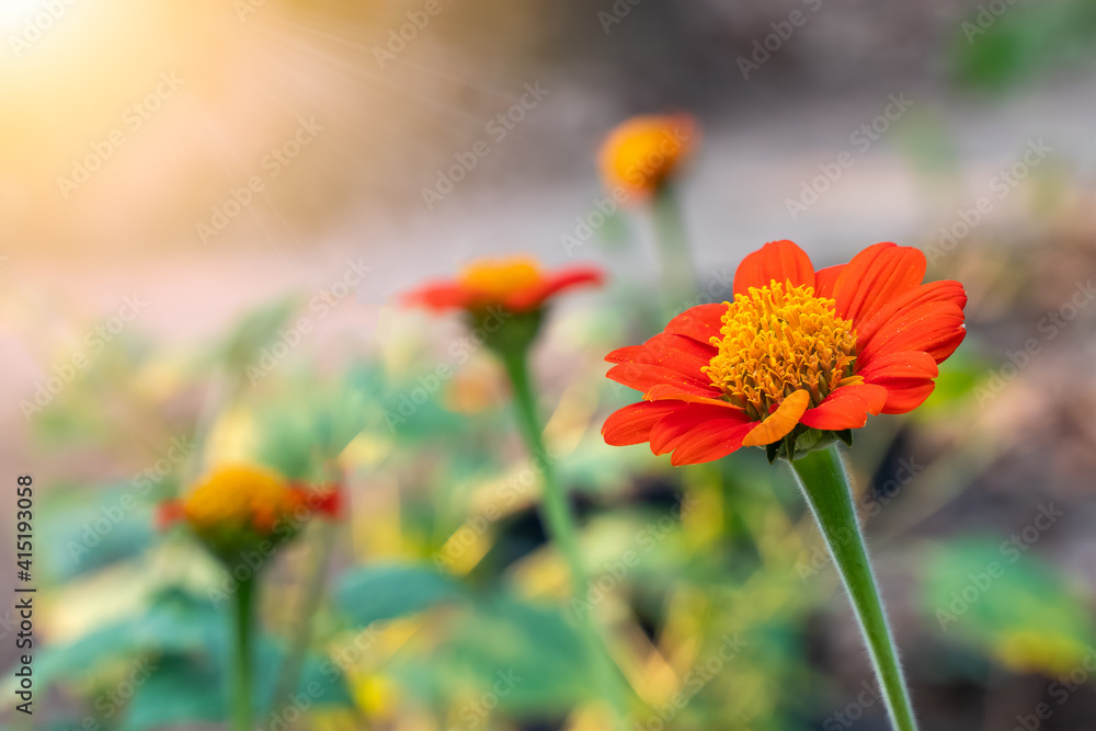 花园里的墨西哥向日葵。忧郁的早晨，特写红花。