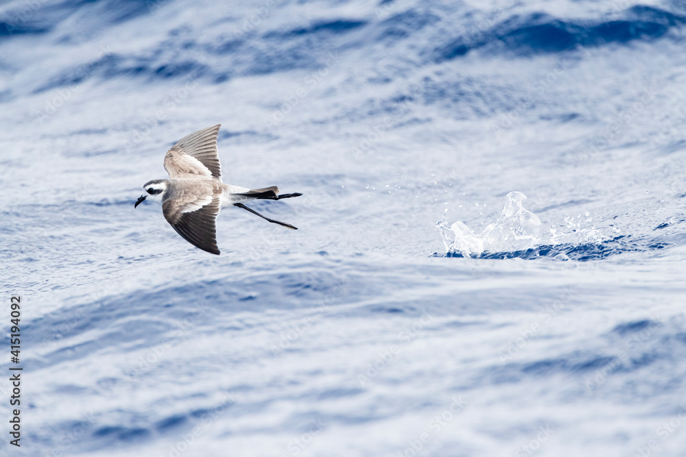 Bont Stormvogeltje，白面风暴Petrel，Pelagodroma码头