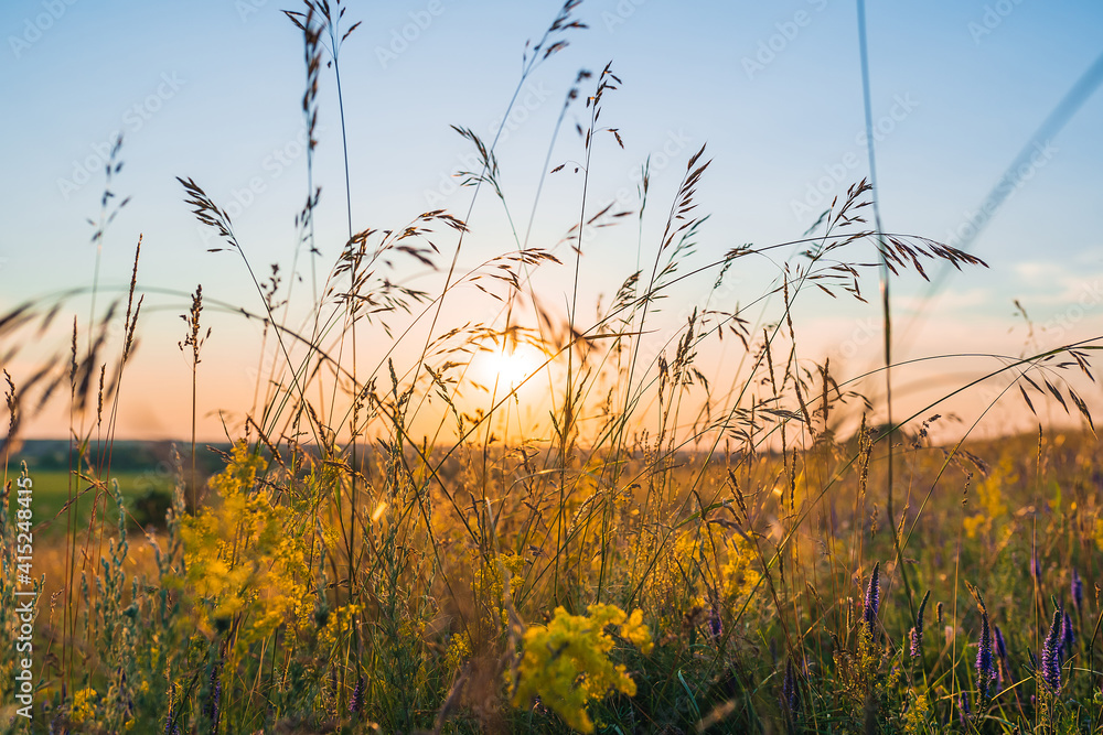 wildflowers and grass in the sunlight