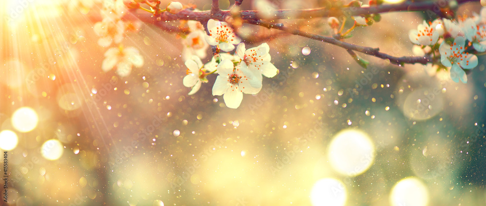 Spring blossom background. Beautiful nature scene with blooming tree and sun flare. Sunny day. Sprin