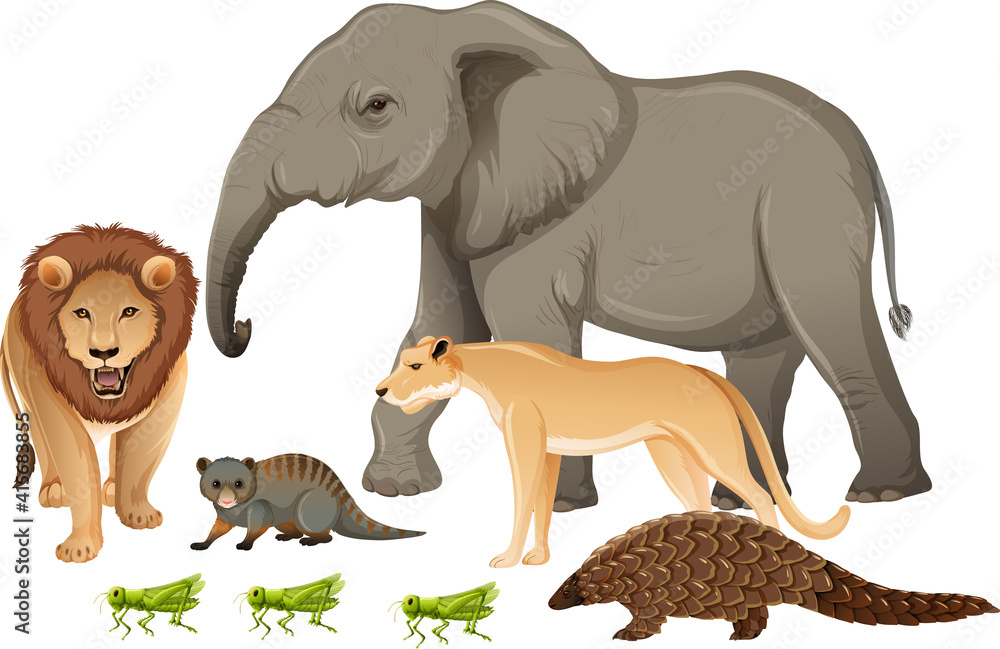 Group of wild african animal on white background