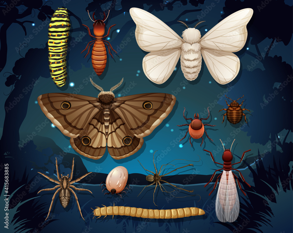 Set of different insects isolated