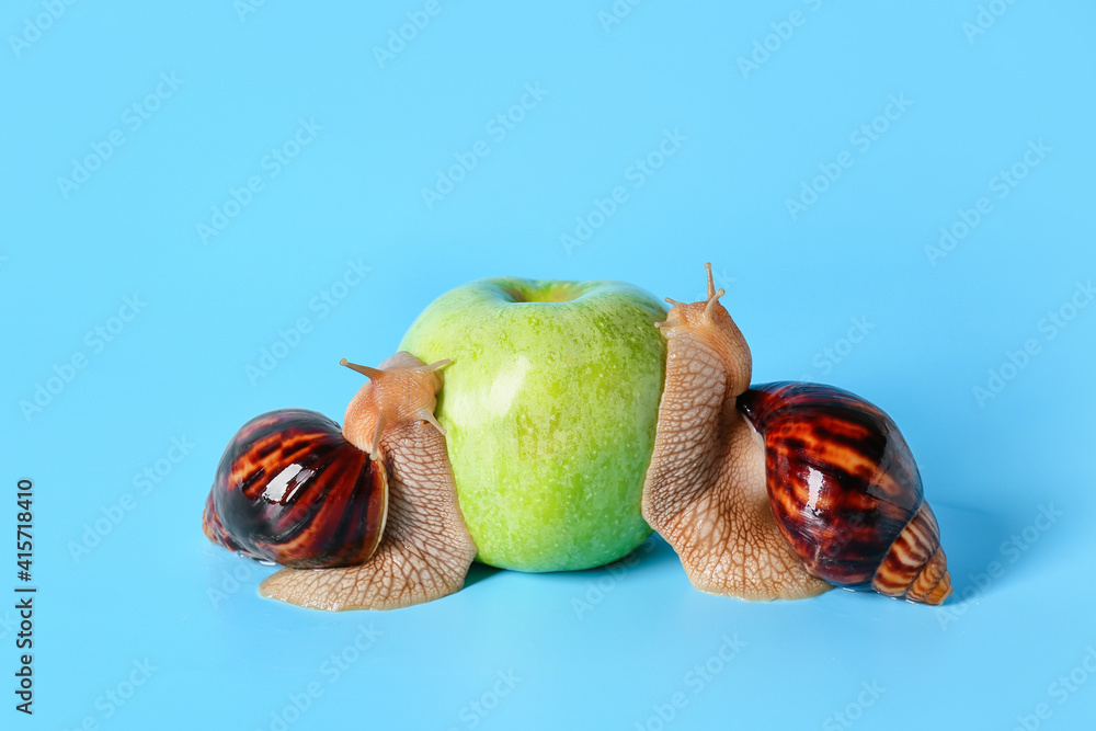 Snails and apple on color background