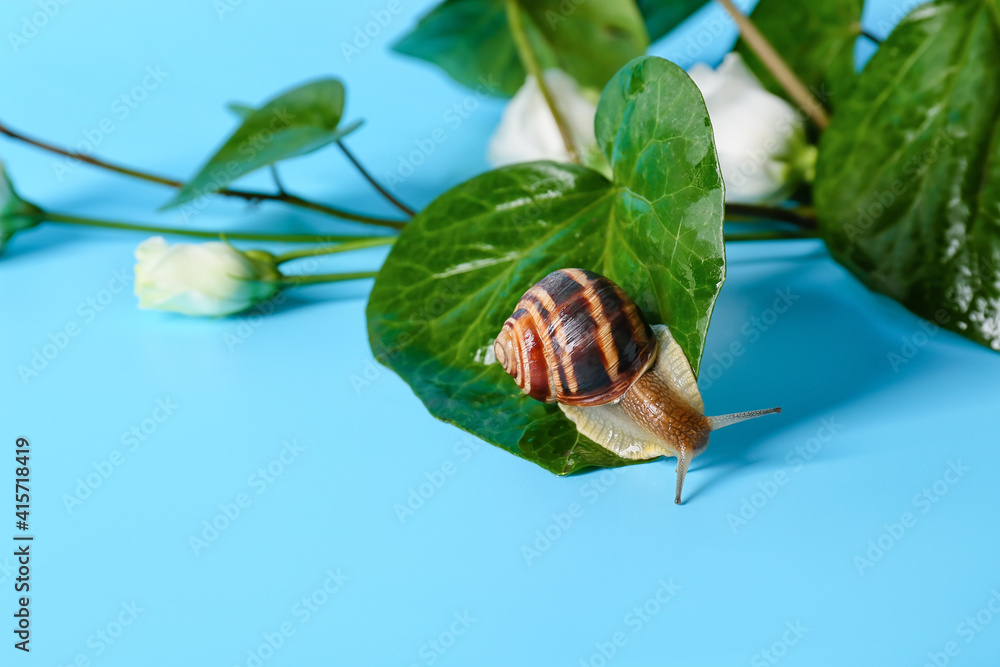 Snail and plant on color background