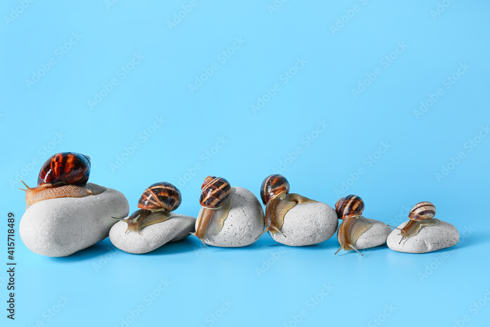 Snails and spa stones on color background