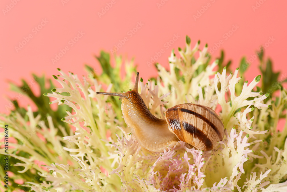 Snail and plant on color background